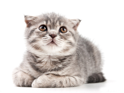 1450415701371439.jpg 猫咪.jpg