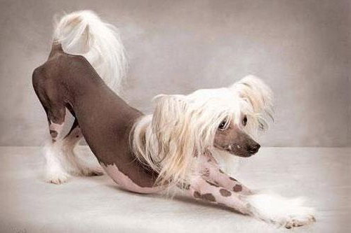 1454306600523357.jpg 冠毛犬.jpg