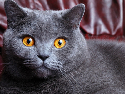 英国短毛猫.jpg