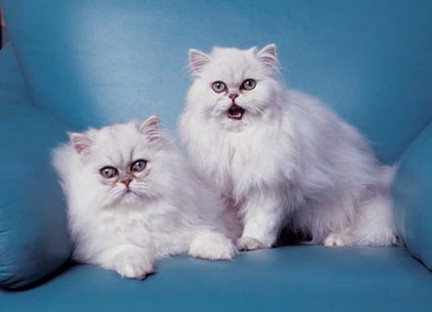 1465702141415239.jpg 金吉拉猫咪.jpg