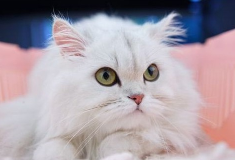 1466658789157092.jpg 金吉拉猫.jpg