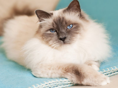 1468390500139332.jpg 伯曼猫.jpg
