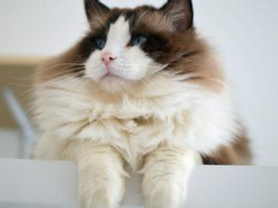 1471328936325351.jpg 布偶猫.jpg