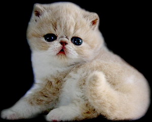 1471512495474302.jpg 波斯猫2.jpg