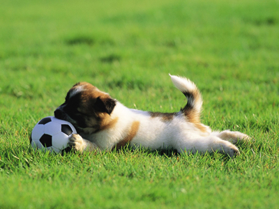 1475395412697227.jpg animal_mx069_pretty_puppies_puppy_garden_adventure_15239_18.jpg