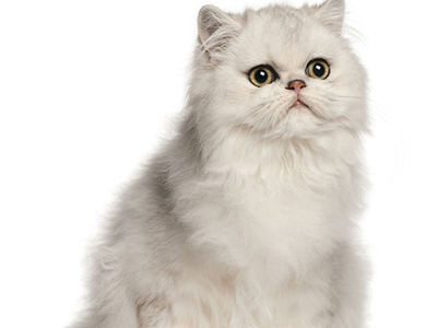1475482609156267.jpg 波斯猫4.jpg
