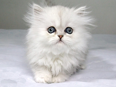 1476523515200355.jpg 波斯猫1.jpg