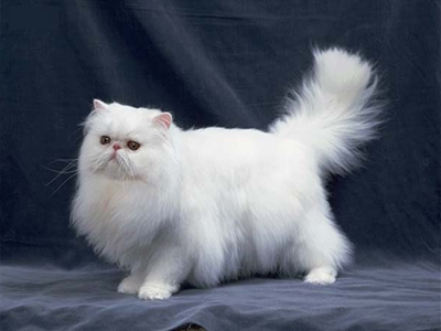 1479883301675617.png 波斯猫.png