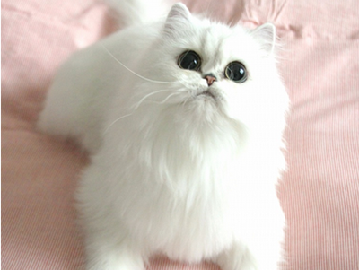 1482907309534913.png 波斯猫咪.png