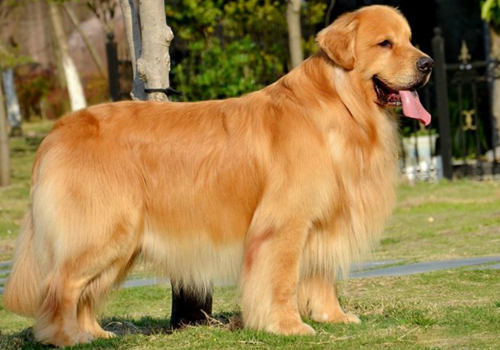 1488785117568476.jpg 金毛犬 (2).jpg