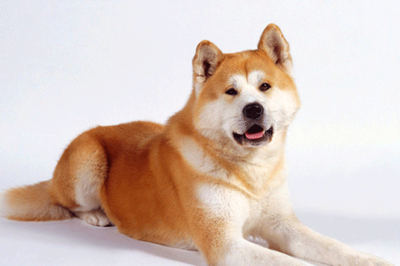 1520323998714082.gif cghjhgf.gif