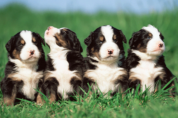 1521447819918752.gif 4499633_234733192000_2.gif